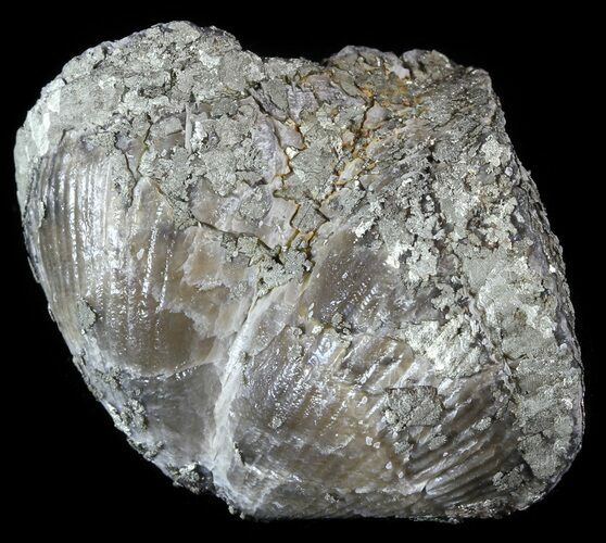 Pyrite Replaced Brachiopod (Paraspirifer) - Ohio #52715